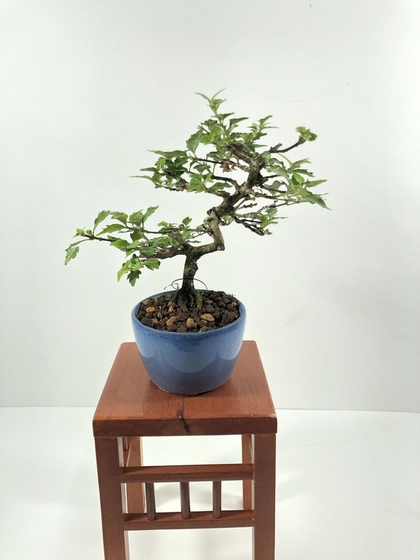 Bonsai Acer Buergerianum Nioi