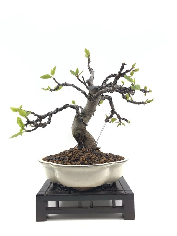 Bonsai Ficus Carica 14 años