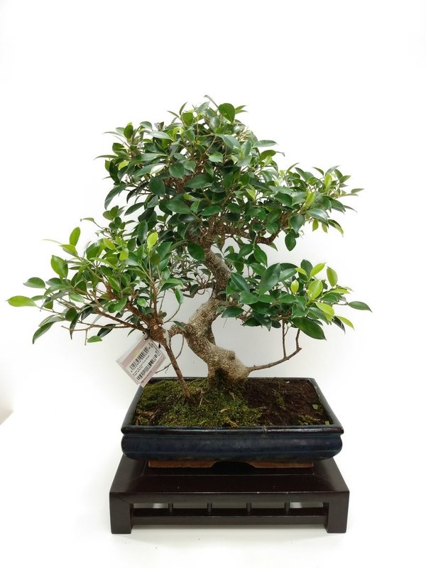 Bonsai Ficus Retusa 20 años