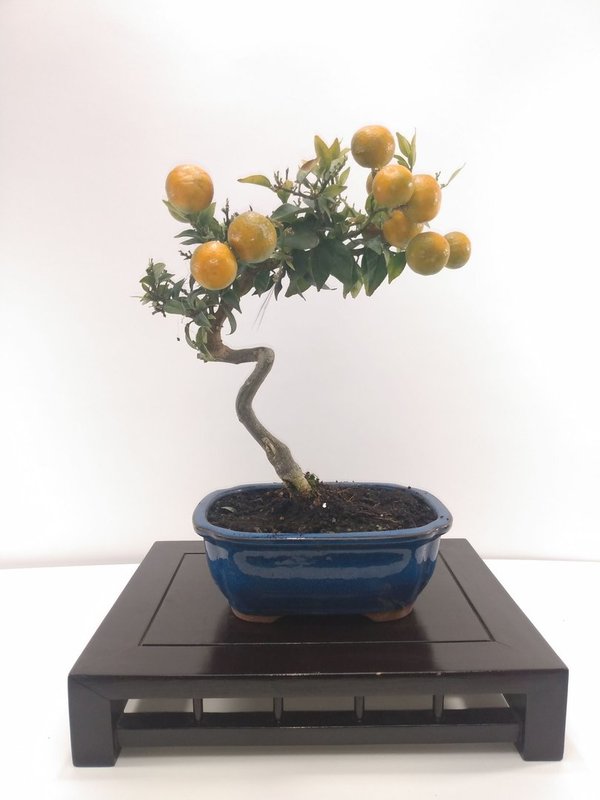Bonsai Citrus myrtifolia de 13 años.