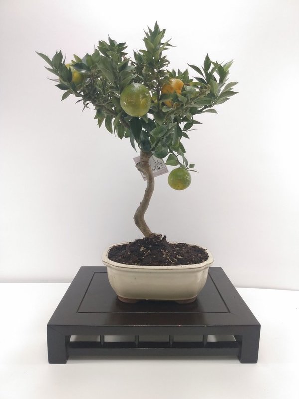 Bonsai Citrus myrtifolia de 13 años.