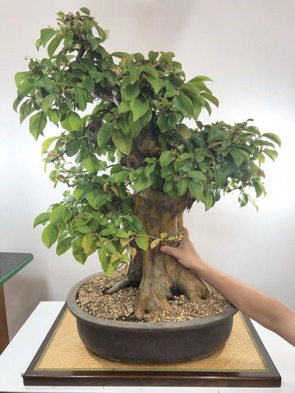 Bonsai Pseudocydonia sinensis