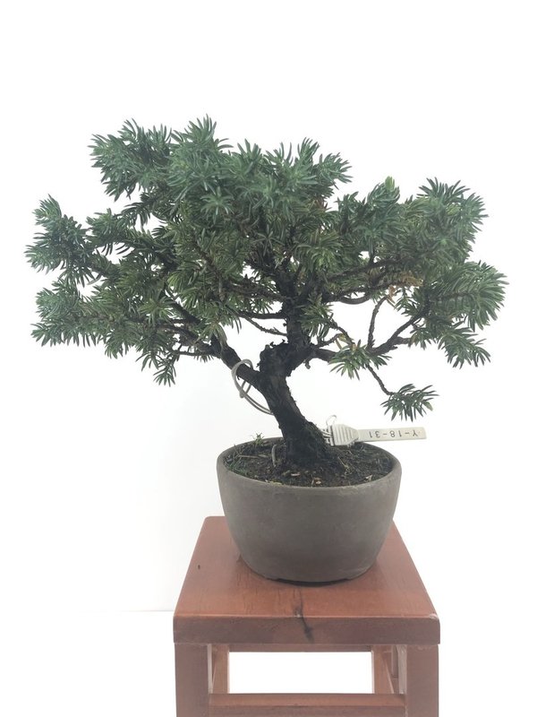 Bonsai Juniperus Rigida