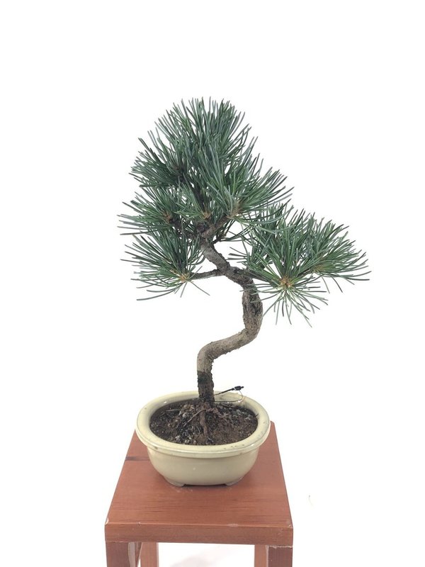Bonsai Pinus Pentaphylla 13 años