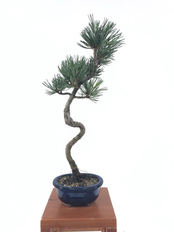 Bonsai Pinus Pentaphylla 13 años