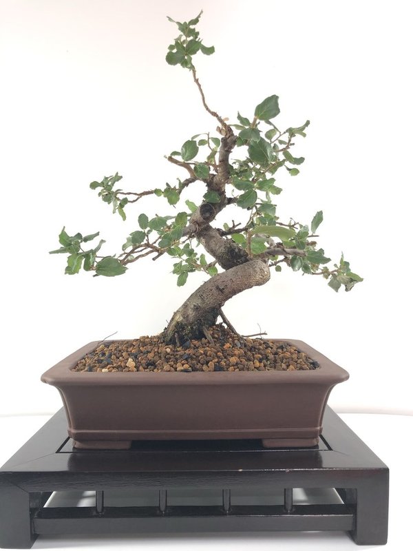 Bonsai Quercus (Alcornoque)