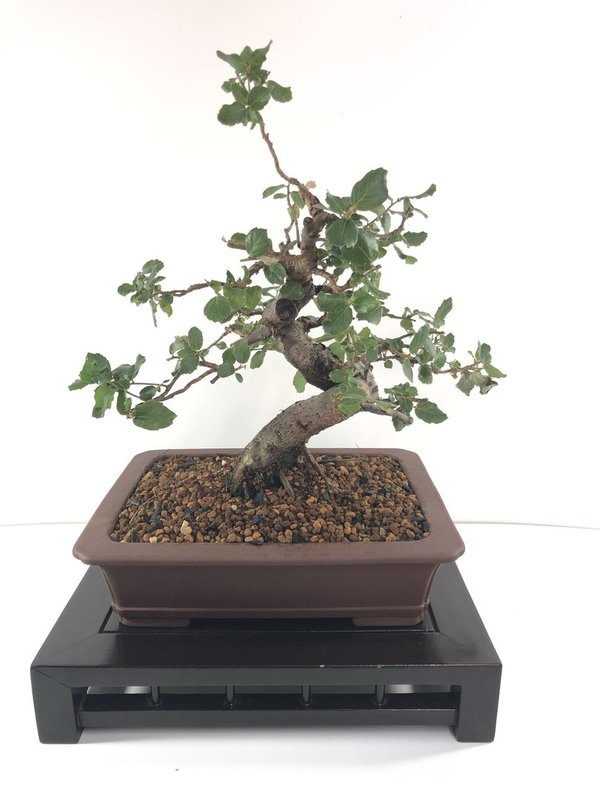 Bonsai Quercus (Alcornoque)