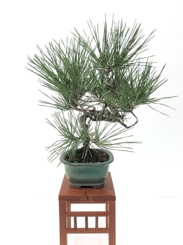 Bonsai Pinus Thunbergii 17 años