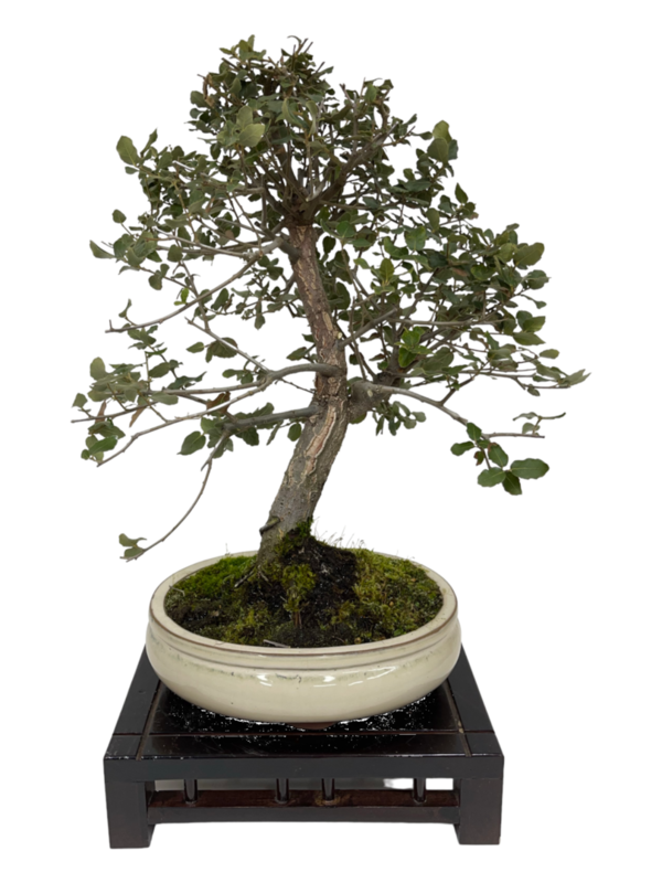 Bonsai Quercus 12 años