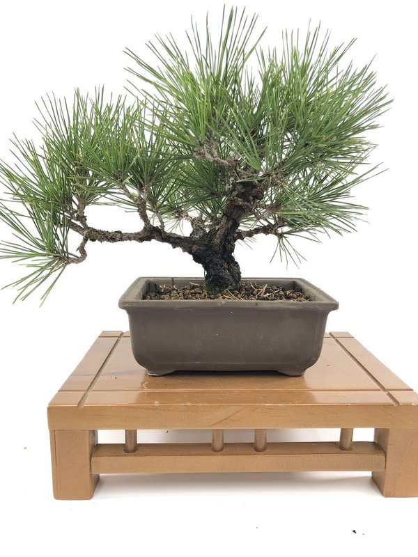 Bonsai Pinus Thunbergii corticosa 17 años