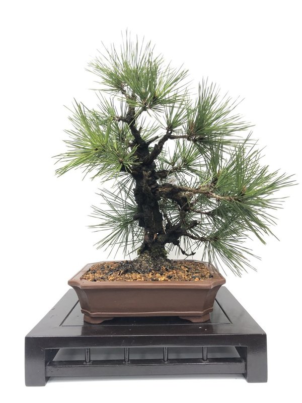 Bonsai Pinus Thunbergii corticosa 22 años