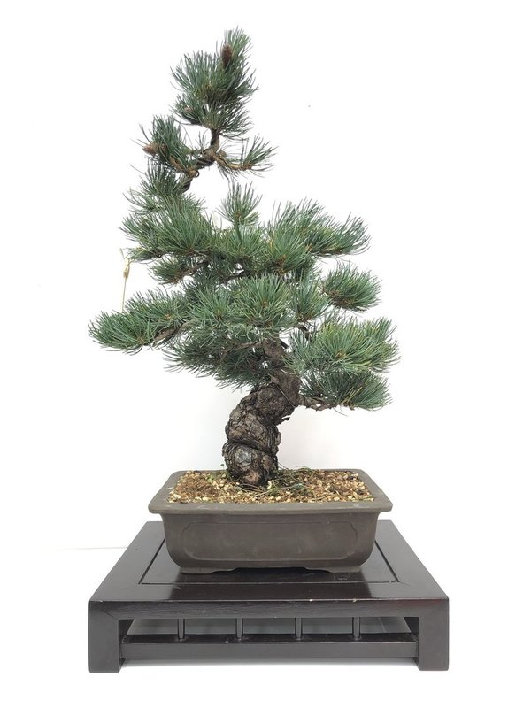 Bonsai Pinus Pentaphylla 23 años