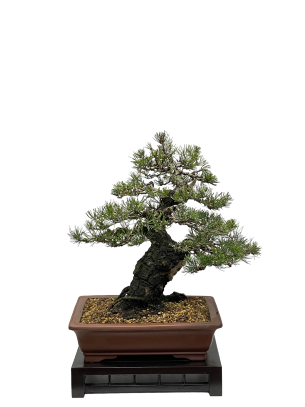 Bonsai Pinus Thunbergii (boja-2800)