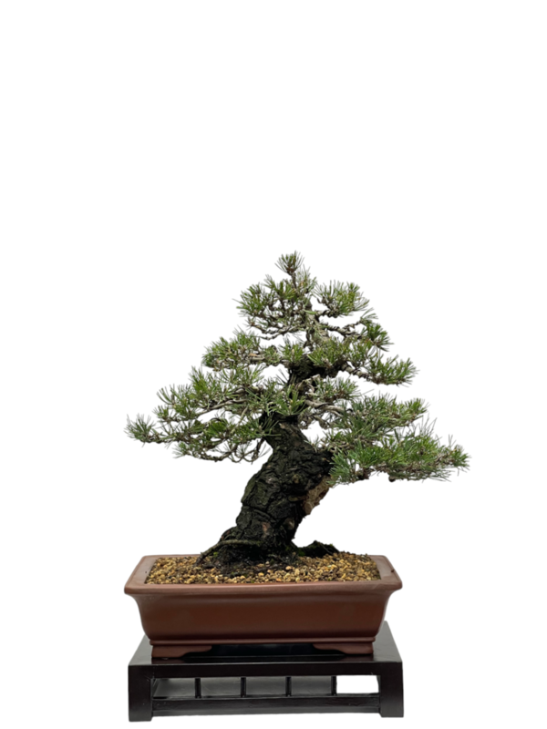 Bonsai Pinus Thunbergii (boja-2800)