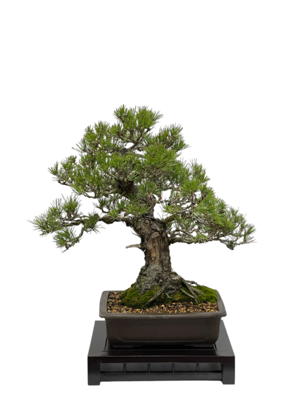Bonsai Pinus Thunbergii (boja-2809)