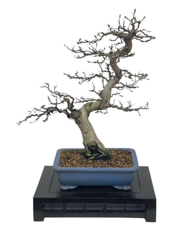 Bonsai Carpinus coreana (boja-2815)