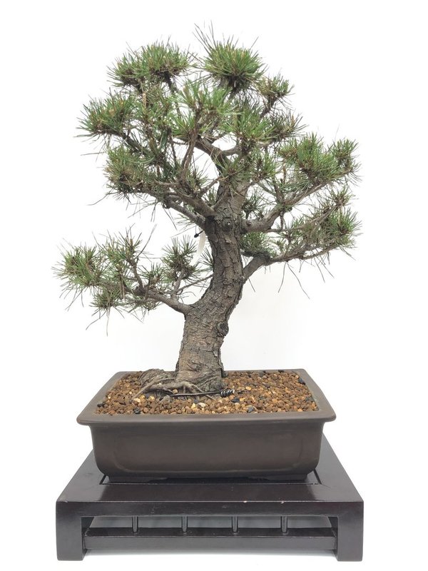 Bonsai Pinus Densiflora
