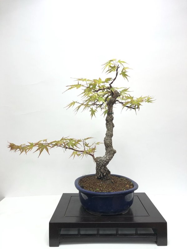 Bonsai Acer Palmatum Arakawa