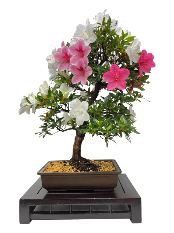 Bonsai Rhododendron Indicum