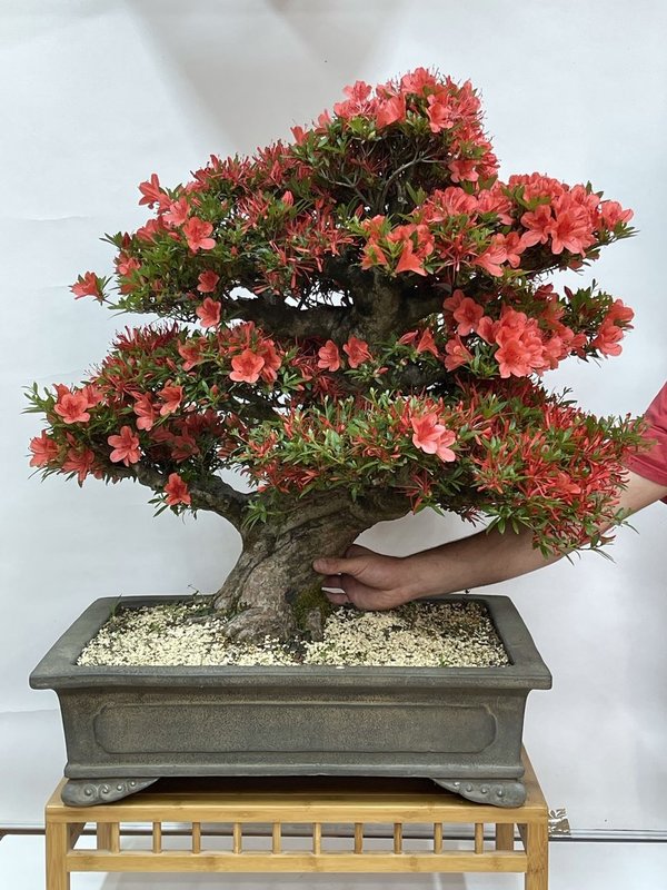 Bonsai Rhododendron Indicum Kinsai EJEMPLAR