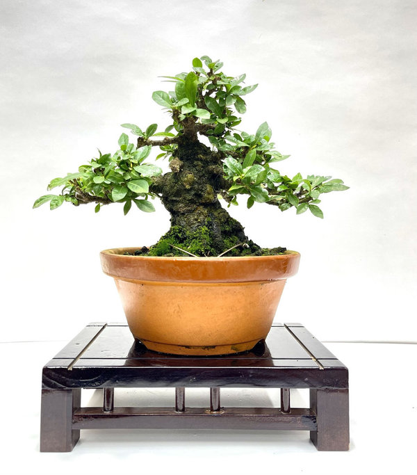 Bonsai Gardenia Jasminoides (Kuchinashi)