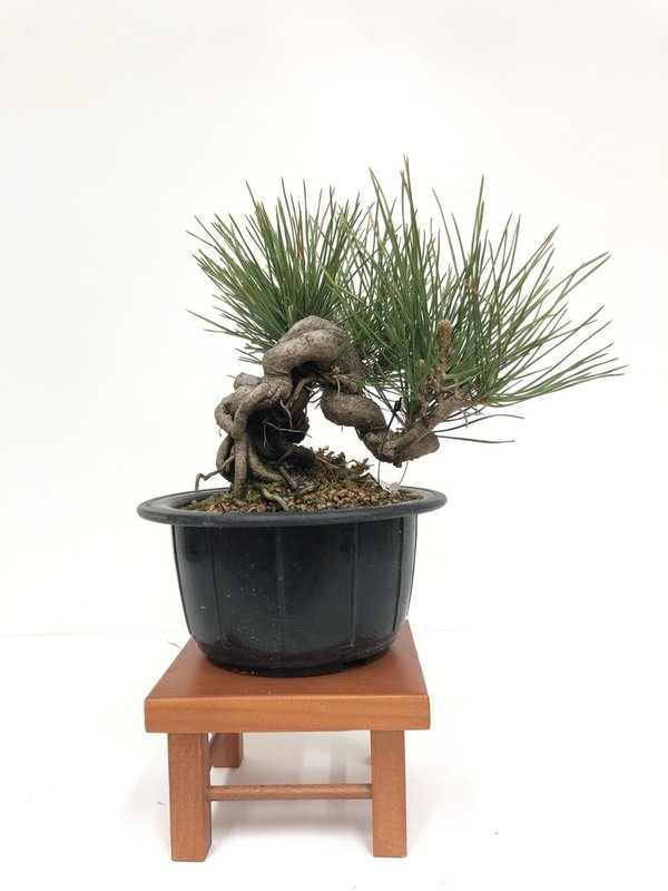 Bonsai Pinus Thunbergii