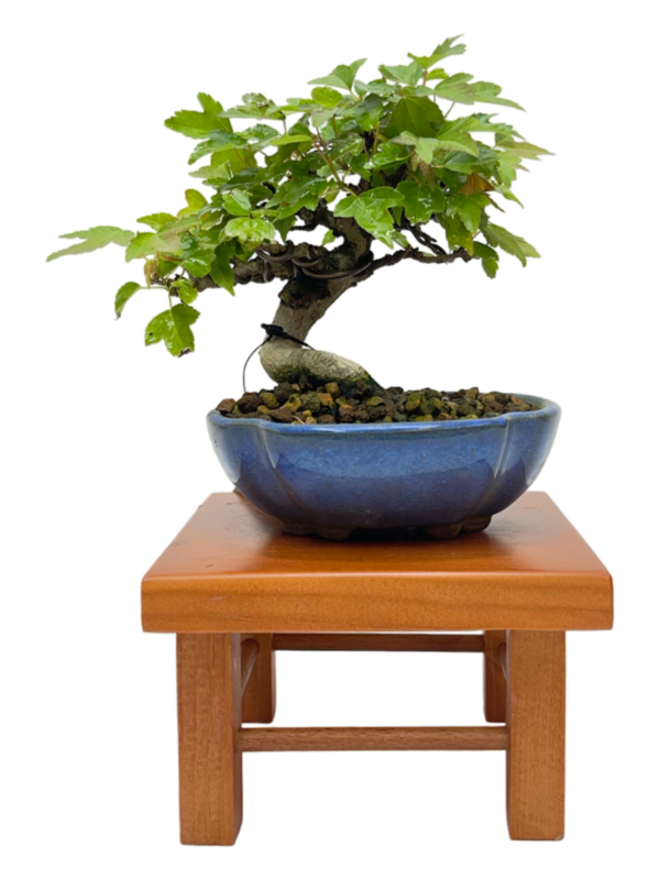 Bonsai Acer Buergerianum