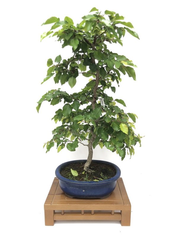 Bonsai Carpinus japonica