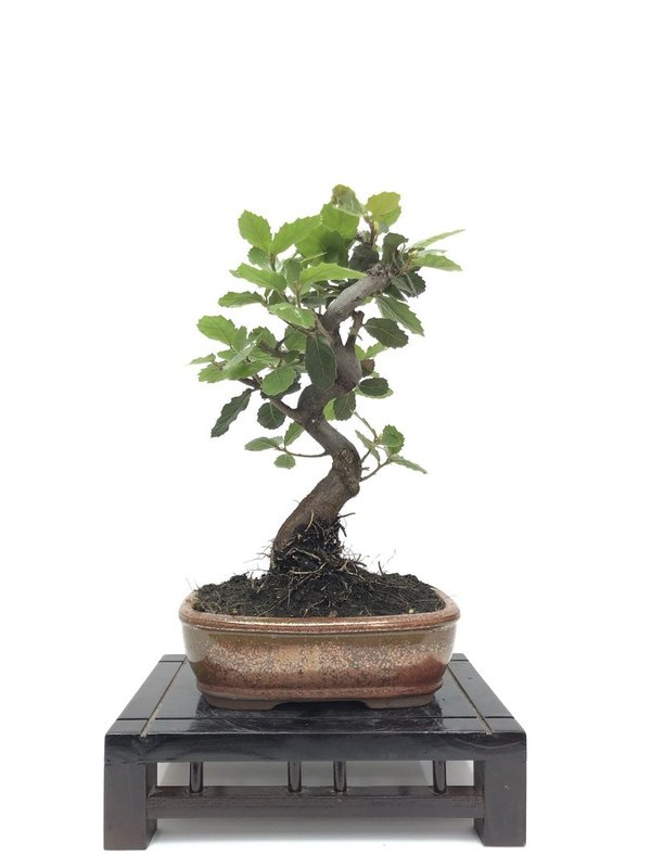 Bonsai Quercus ilex de 10 años