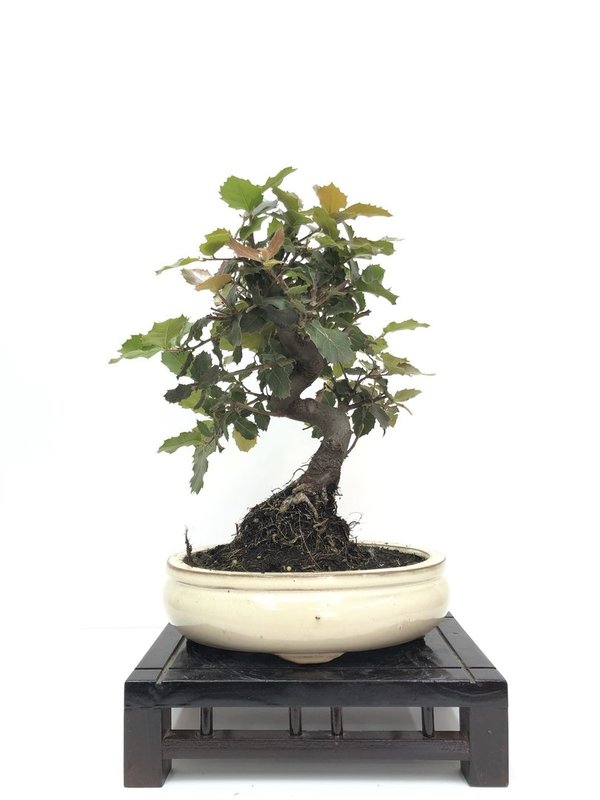 Bonsai Quercus ilex de 12 años