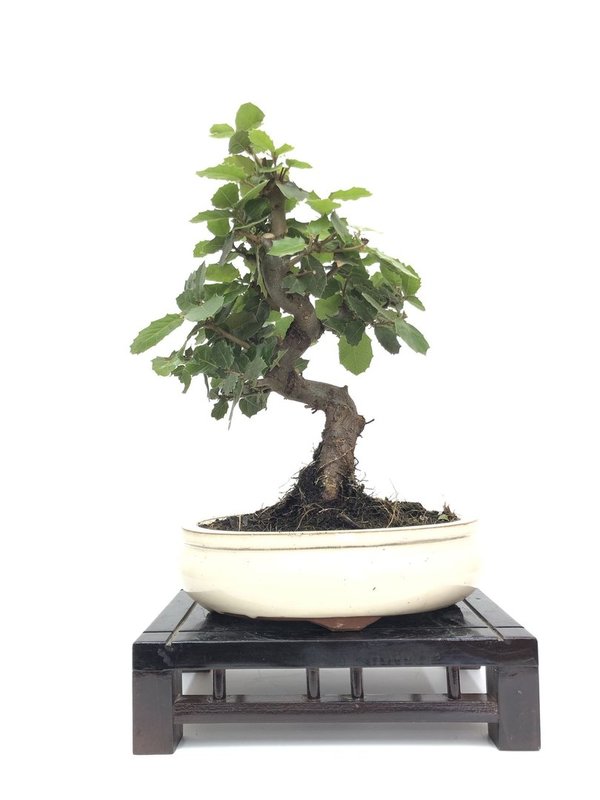 Bonsai Quercus ilex de 12 años