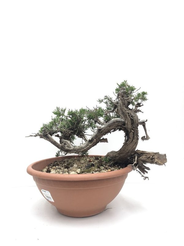 Bonsai Juniperus Sabina