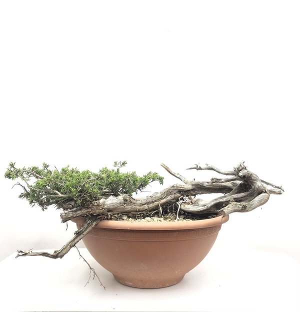 Bonsai Juniperus Sabina