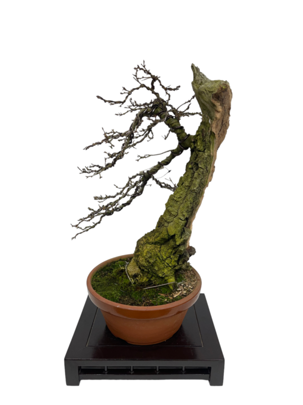 Prebonsai Quercus faginea. (roble) bopr-782
