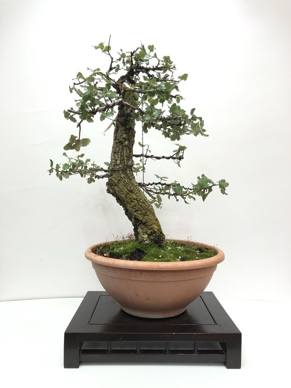 Prebonsai Quercus Suber (Alcornoque)