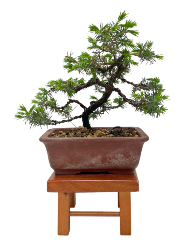Bonsai Juniperus Rigida
