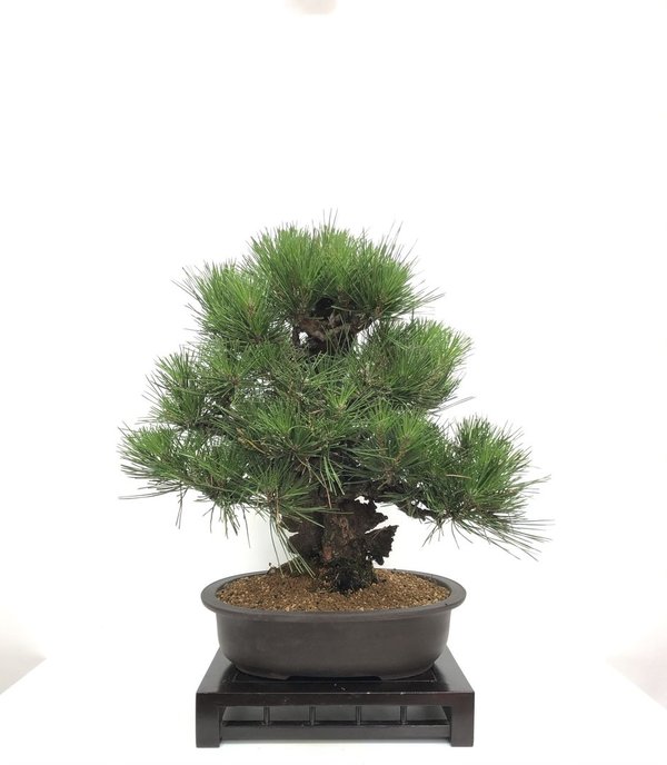 Bonsai Pinus Thunbergii corticosa