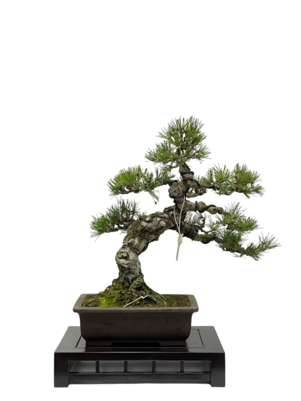 Bonsai Pinus Thunbergii (boja-3362)