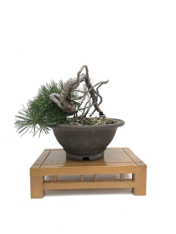 Bonsai Pinus Thunbergii