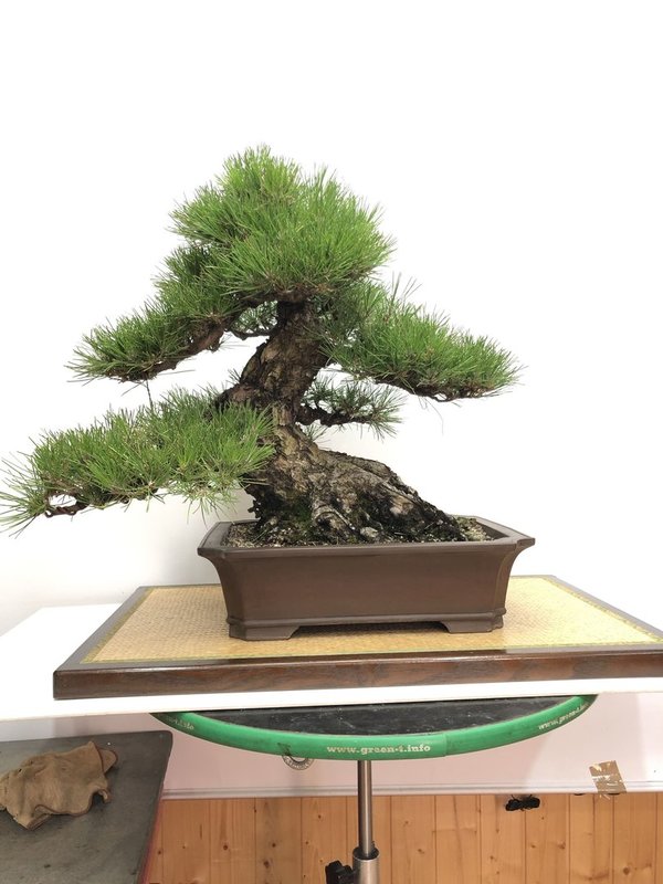 Bonsai Pinus Thunbergii EJEMPLAR