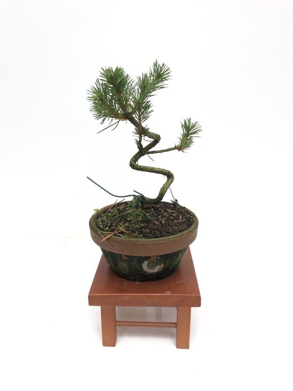 Bonsai Pinus Sylvestris
