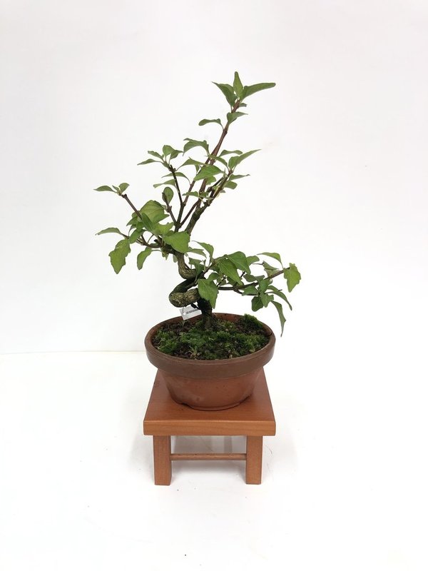 Bonsai Acer Buergerianum Nioi