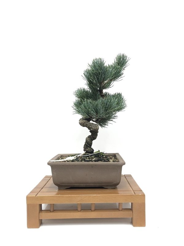 Bonsai Pinus Pentaphylla