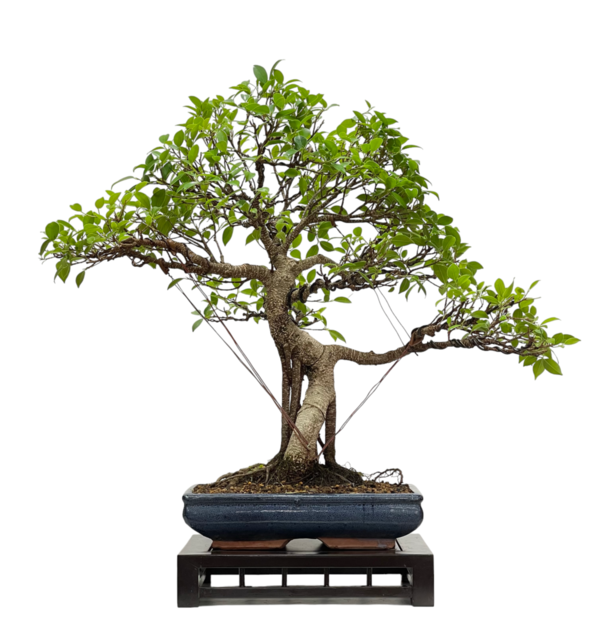 Bonsai Ficus Retusa 19 años