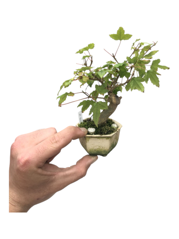 Bonsai Acer Buergerianum