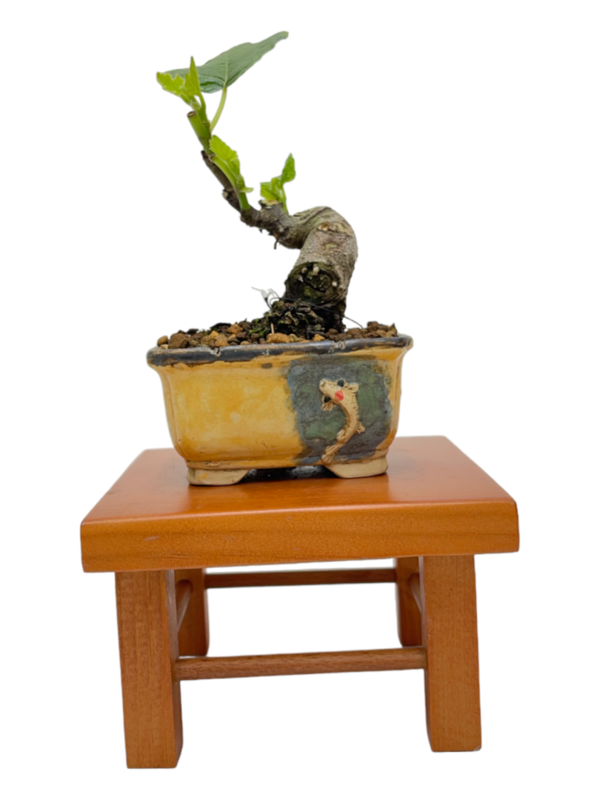 Bonsai Ficus Carica (higuera mame)