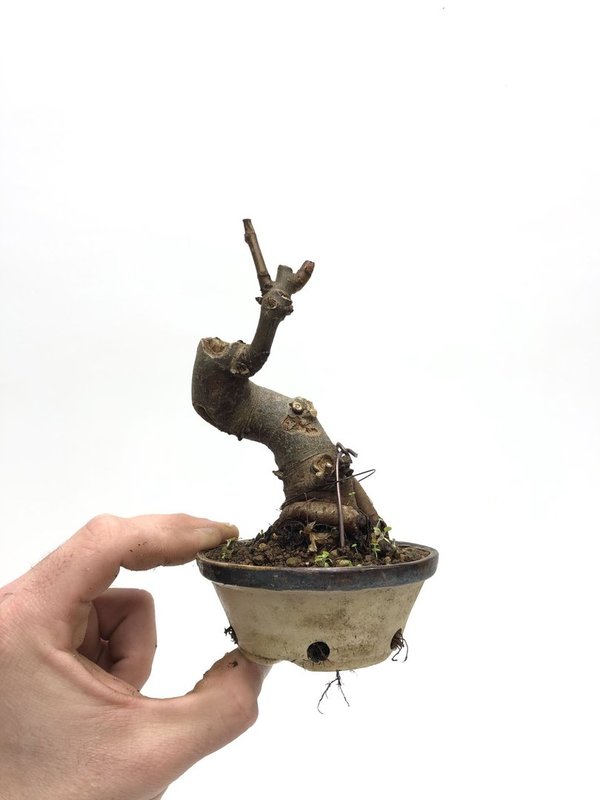 Bonsai Ficus Carica (higuera mame)