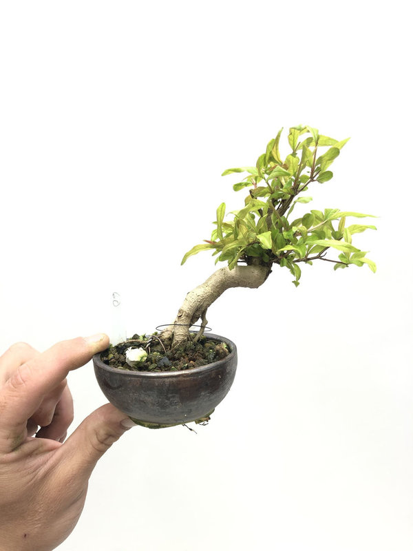 Bonsai Punica Granatum