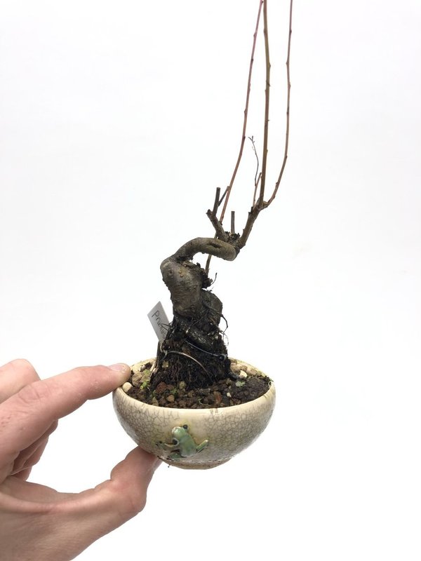 Bonsai Prunus glandulosa