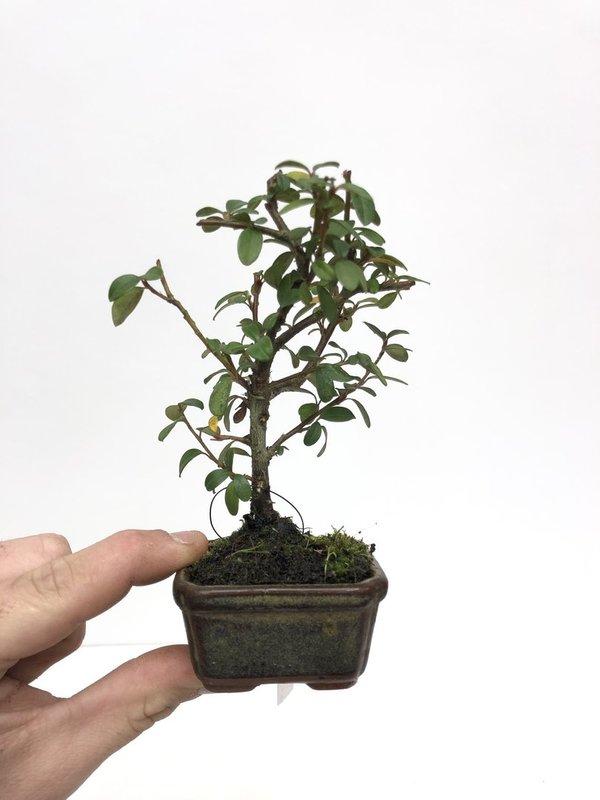 Bonsai Cotoneaster tamaño mame